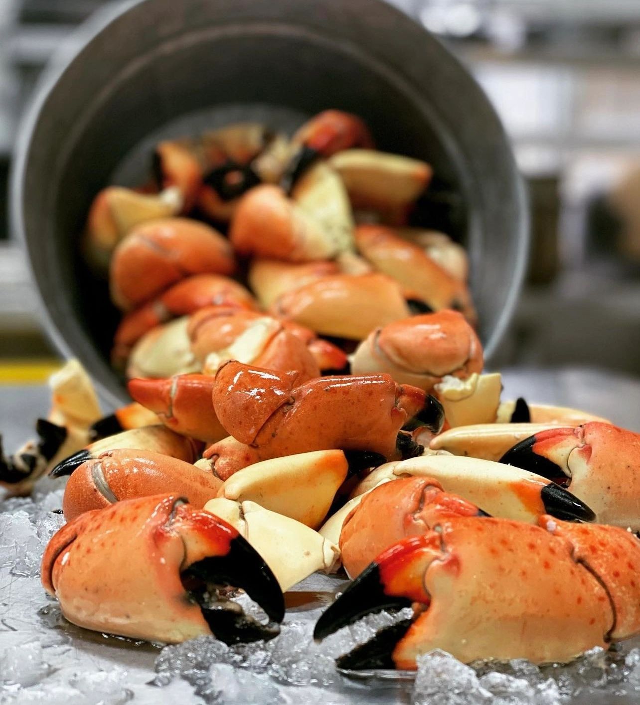 Steve's Stone Crabs