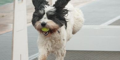 PON Flyball
