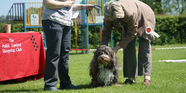 Judging the Polish Lowland Sheepdog