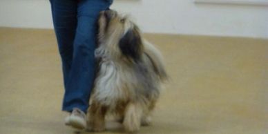 Dog Obedience 