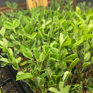 Young green seedlings growing densely in soil.