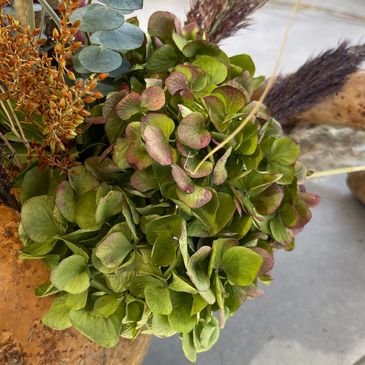 Close-up of green and brown hydrangea flower.