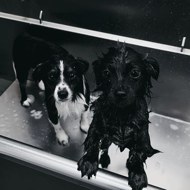 Dogs getting washed in The Lion’s Mane Mobile Grooming van in Vancouver WA, serving Clark County.