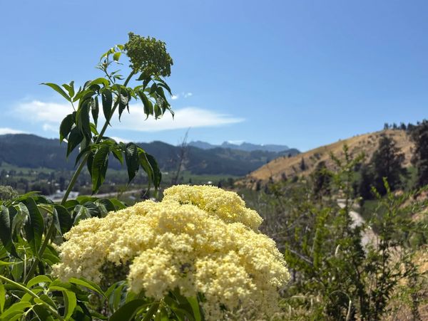 Yellow elderflower blooms with mountains under a blue sky in the background.