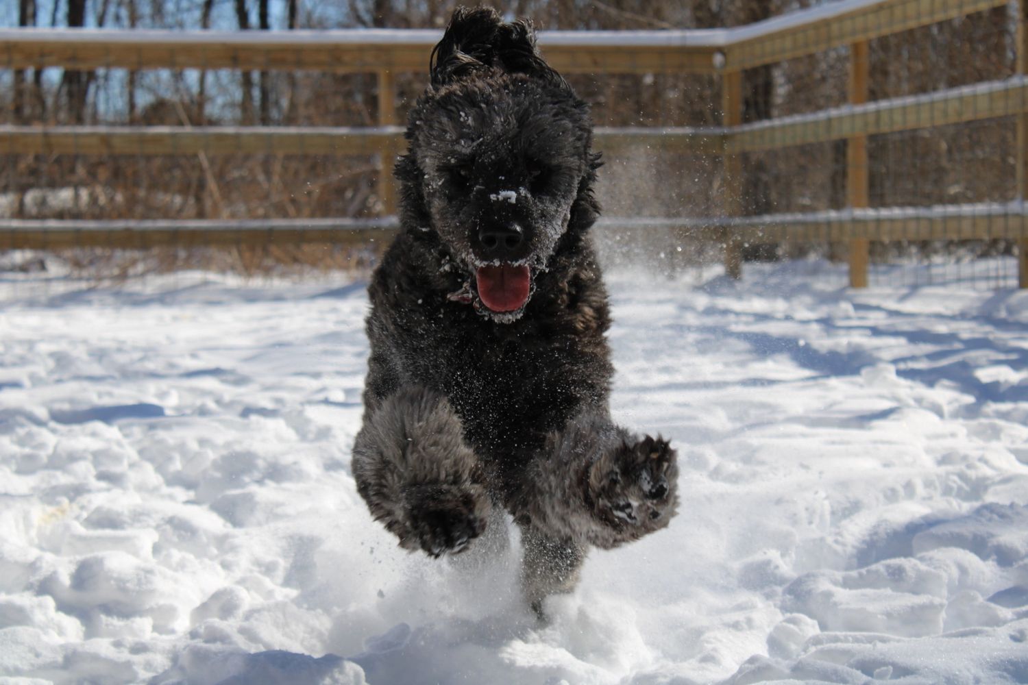 Pleasant Kennels Dog Daycare, Dog Boarding