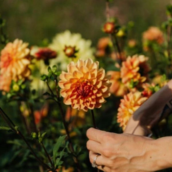 Hands gently holding an orange dahlia flower in a garden.