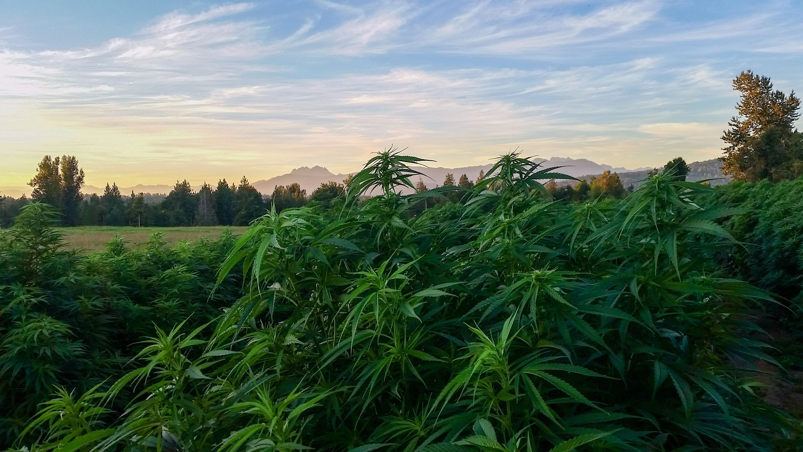 Lunarday - Cbd, Farm, Flower