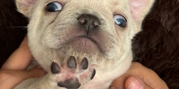 Cachorro Bulldog francés Exótico 