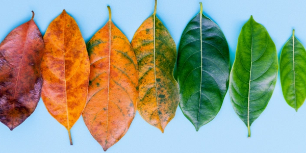 Transformational Change