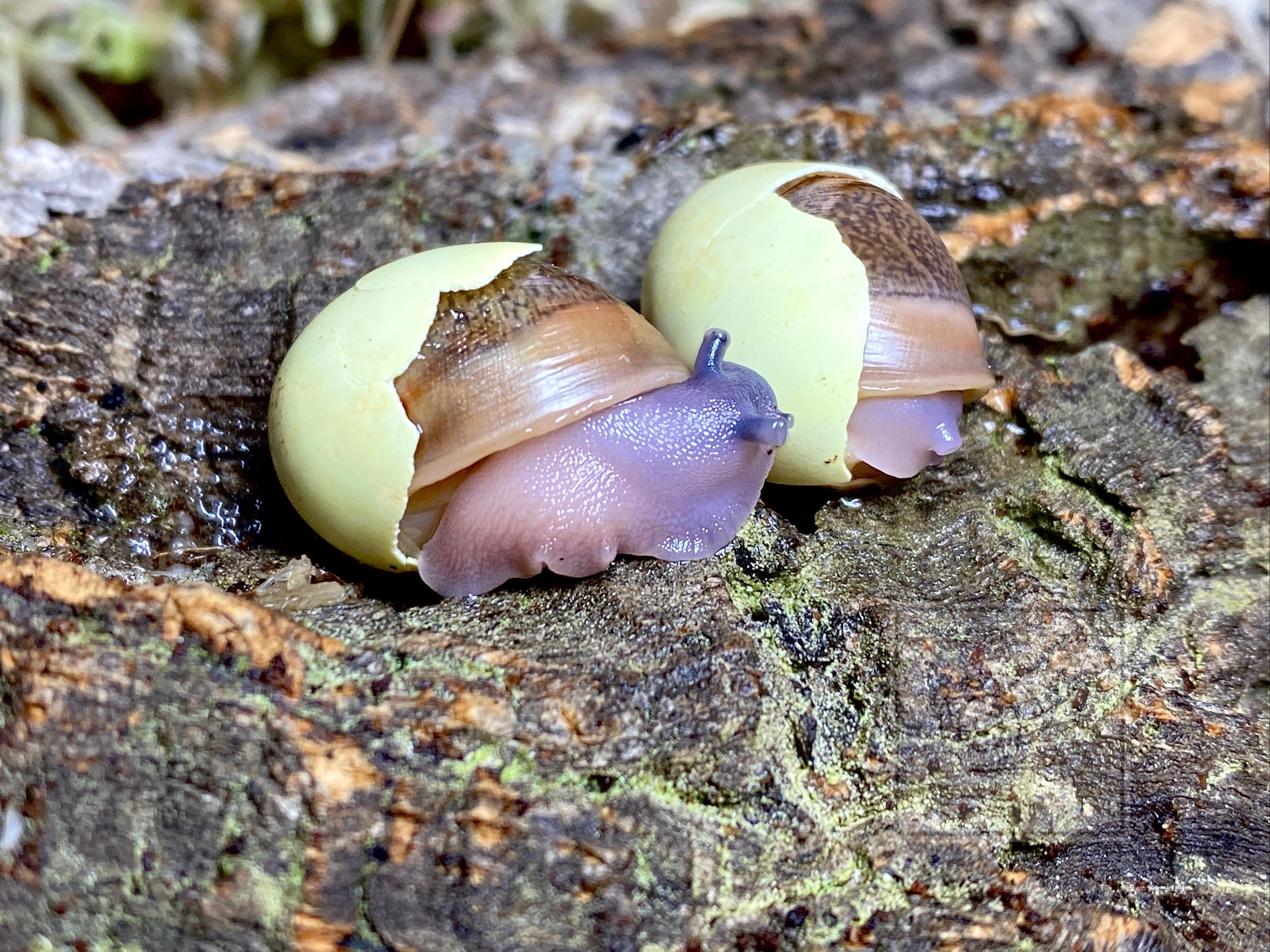 giant snail pet