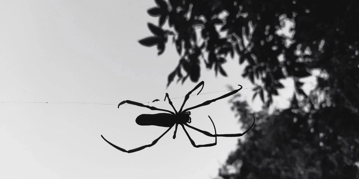Silhouette of a large spider hanging on its web against a backdrop of trees and sky.