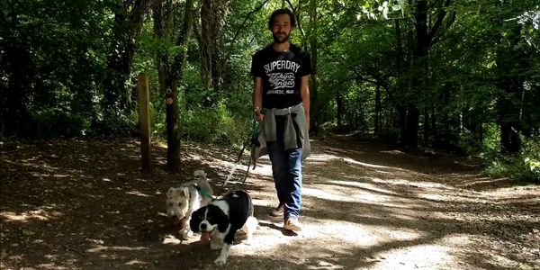dog-walking-canine-2-five