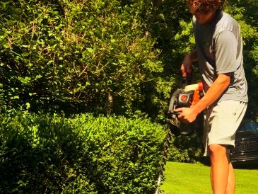 Person trimming bushes with a hedge trimmer.