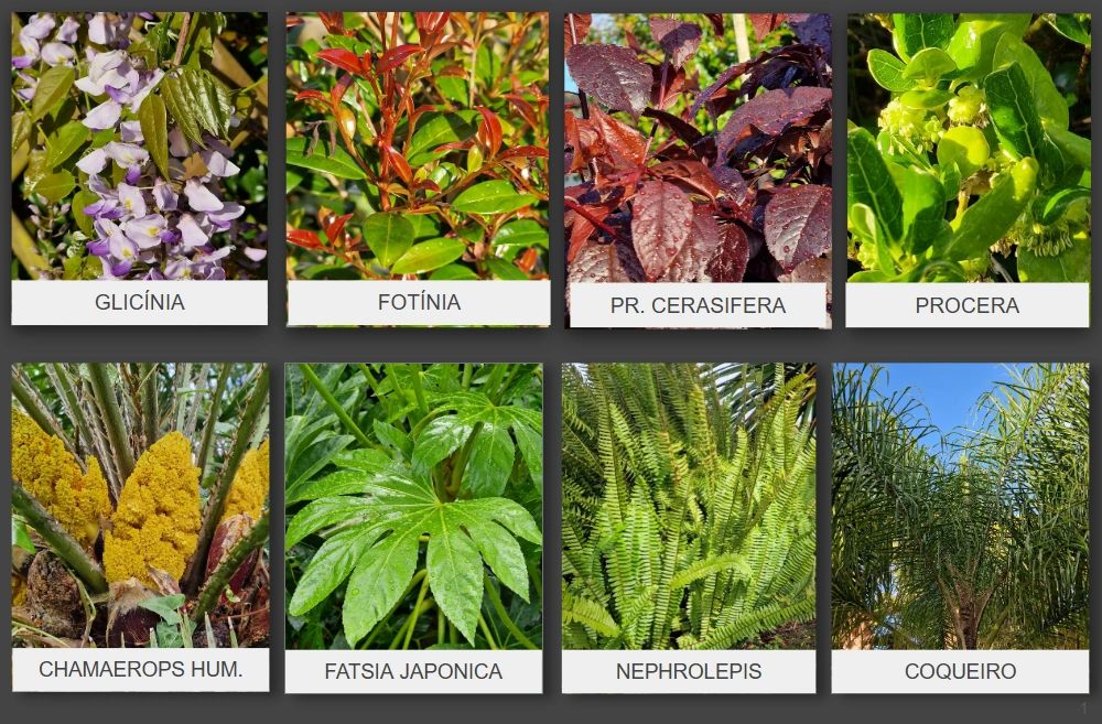 Diferentes plantas com seus nomes científicos e populares.