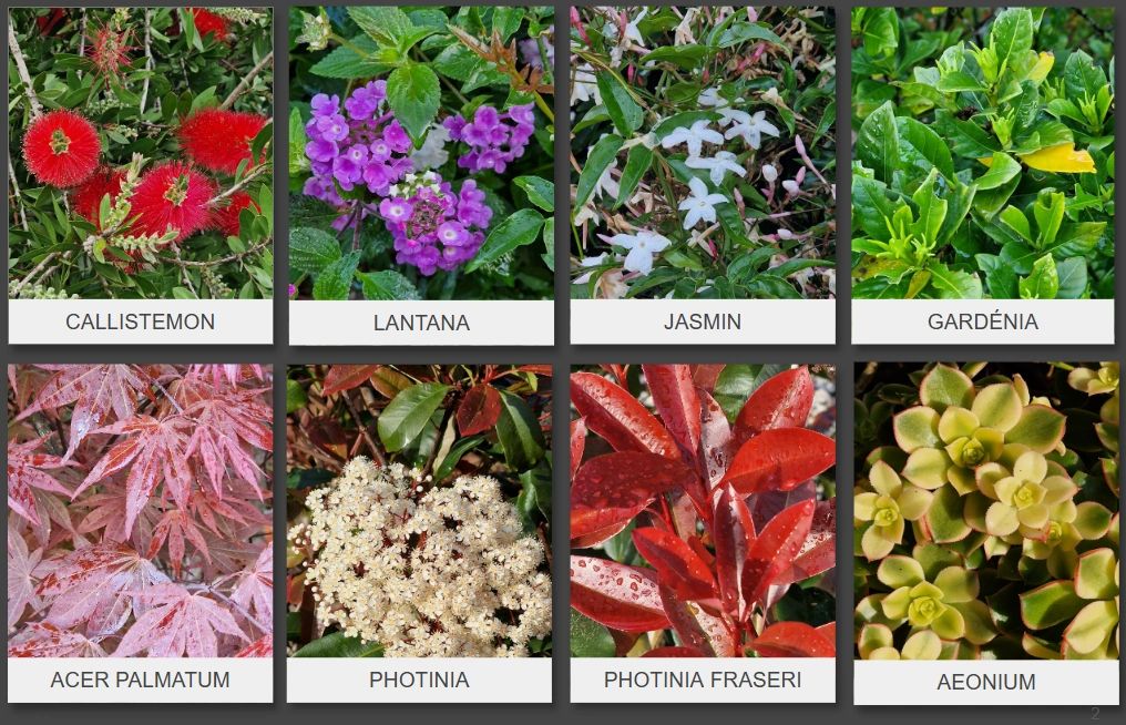 Várias flores e plantas com nomes.