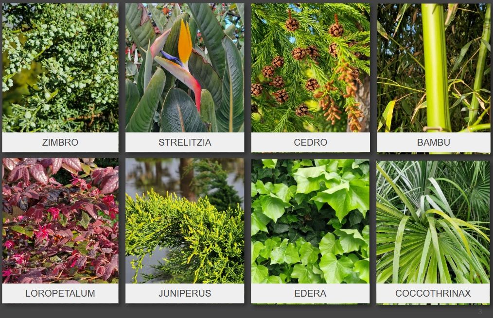 Montagem com oito tipos de plantas diferentes com nomes abaixo.