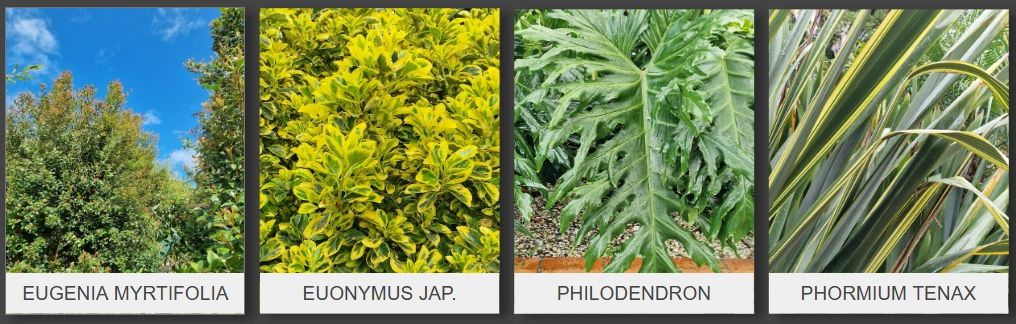 Quatro plantas diferentes: Eugenia Myrtifolia, Euonymus Jap., Philodendron e Phormium Tenax.