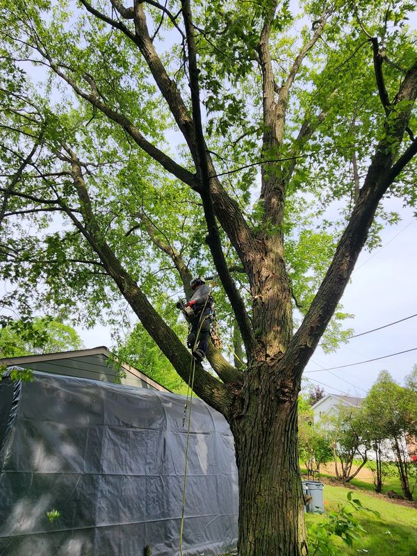 Tree trimming and Clean-up