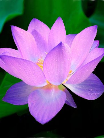 Purple Lotus Flower