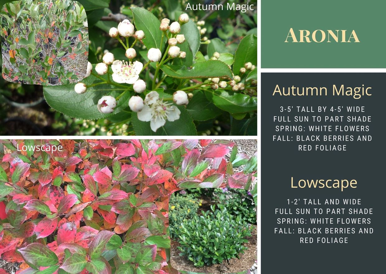 Aronia bushes with white flowers and red foliage in fall.