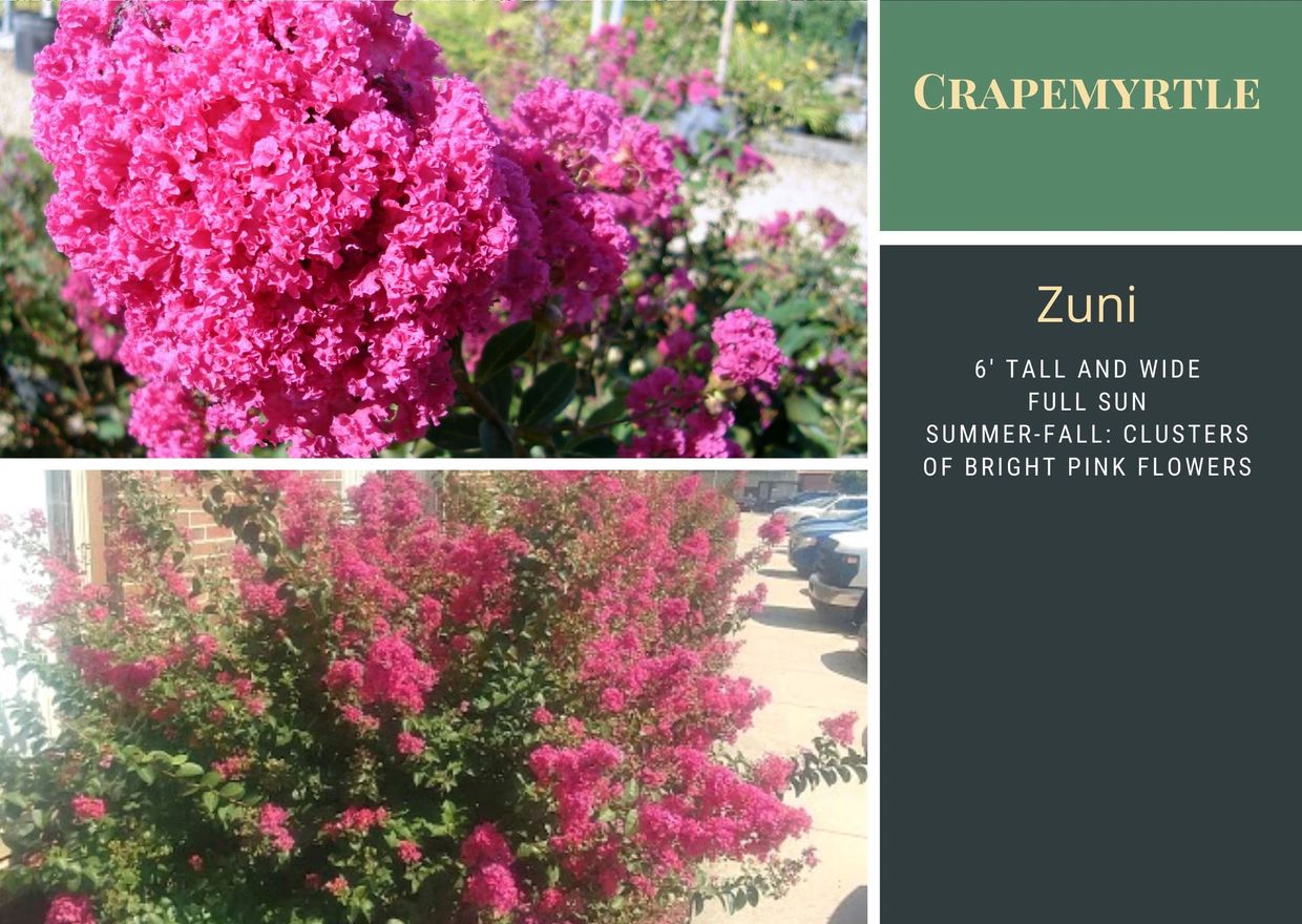 Bright pink Crapemyrtle flowers in clusters on a bush.