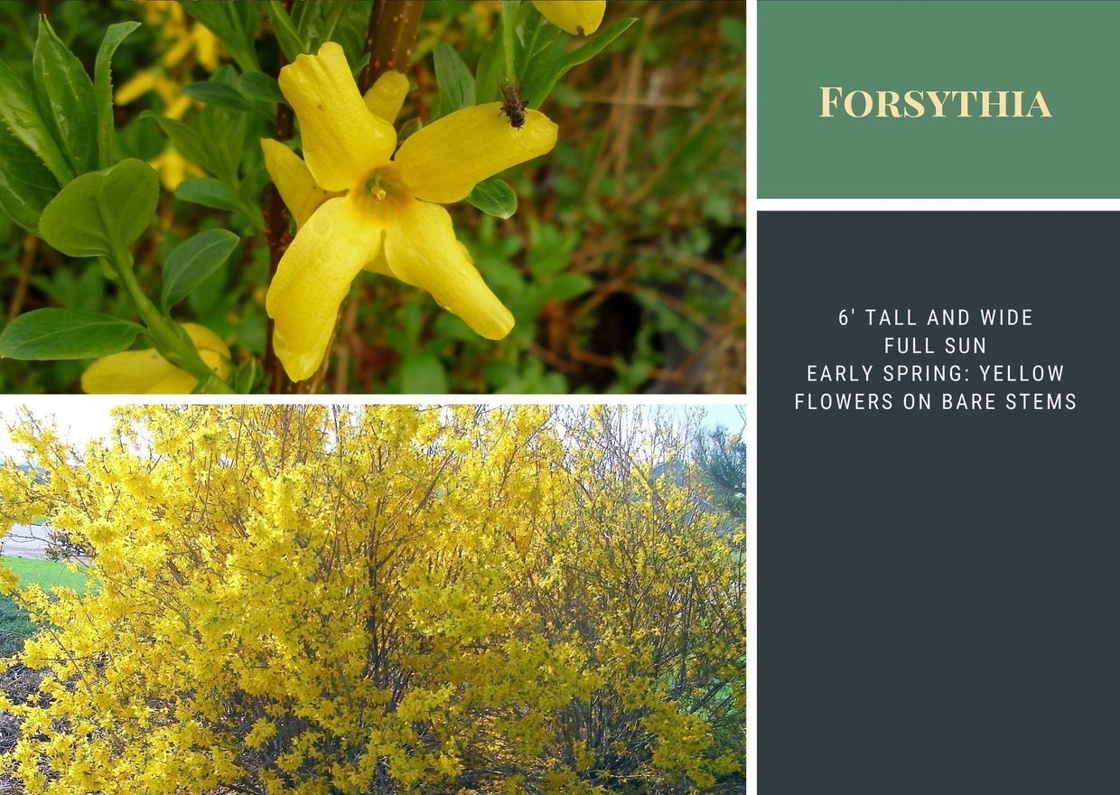 Vibrant yellow Forsythia flowers in early spring on tall, wide shrubs.