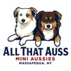 All That Auss Mini Aussies