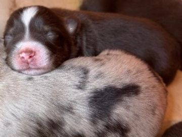 Newborn puppies sleeping closely together.