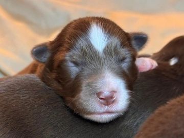 Sleeping newborn puppy resting peacefully.