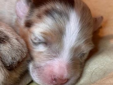 Newborn puppy sleeping peacefully.