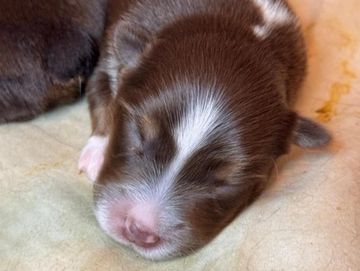 Sleeping newborn brown and white puppy.