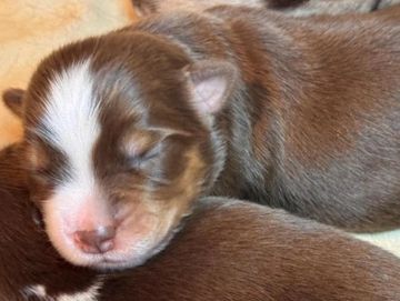 Sleeping brown and white puppy close-up.