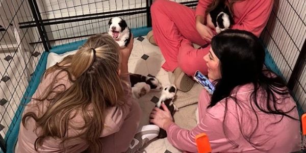 Three women enjoying playful puppies inside a fenced playpen.