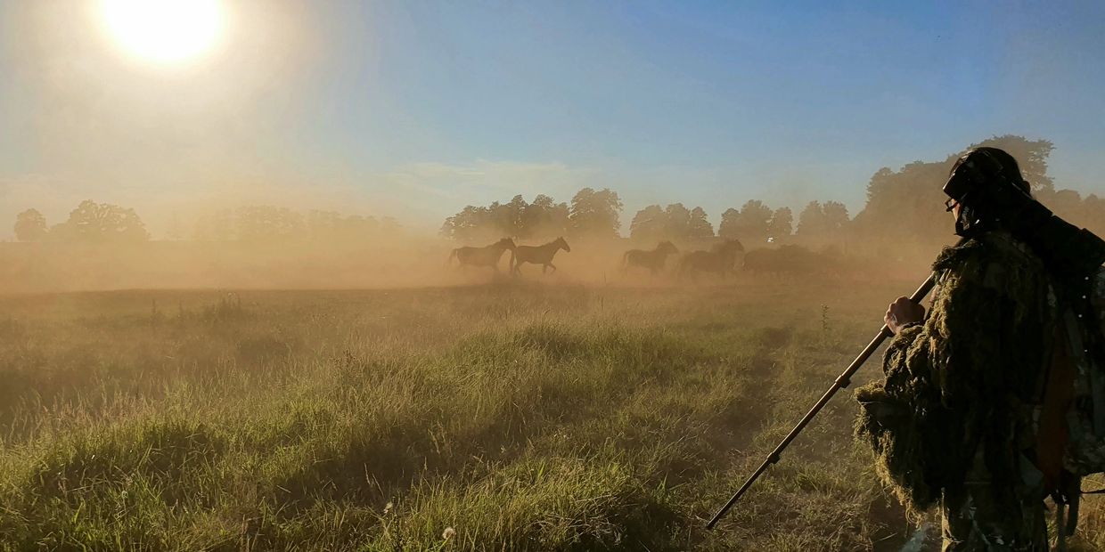 Wild horses, Poland