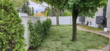 A neatly mowed backyard with a tree and green bushes along a white fence.