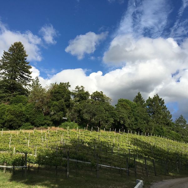 Vineyard, trees, sky and clouds