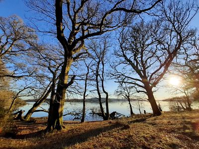 Low winter's sun through the trees at Loch Lomond