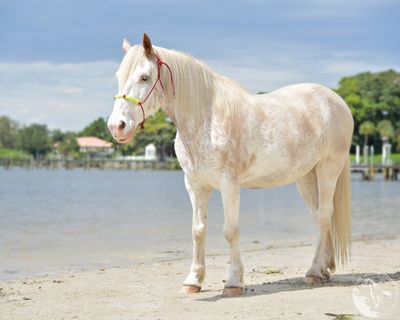 rescue horses