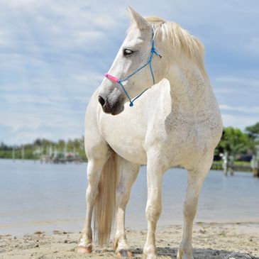 beach horseback riding