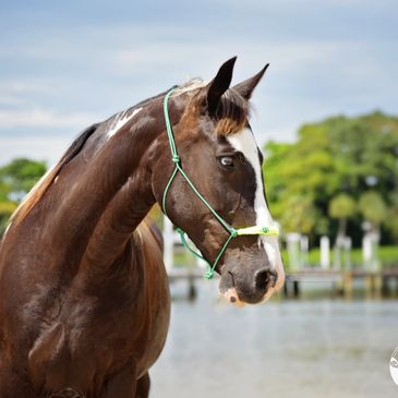 rescue horses