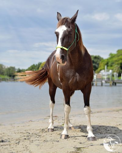 rescue horse