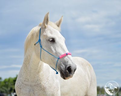 rescue horse