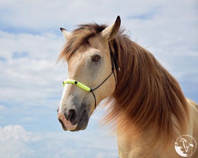 florida beach horseback rides