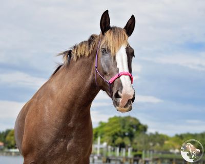 rescue horse