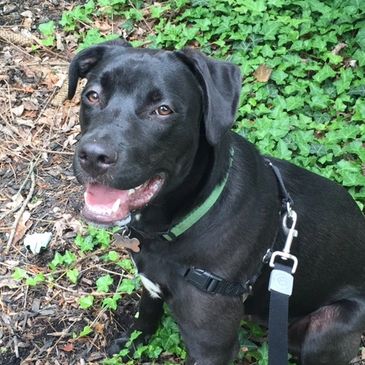 Dog walking with Bear, he's taking a rest after his daily run up the hill.