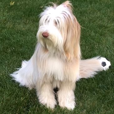 Mia taking a rest after chasing her favorite ball.