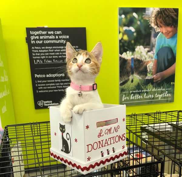 Cat Adoption  Neighborhood Pet Shoppe