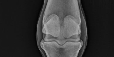 Fetlock Radiograph