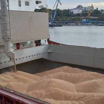 wheat grain wheat bran loading