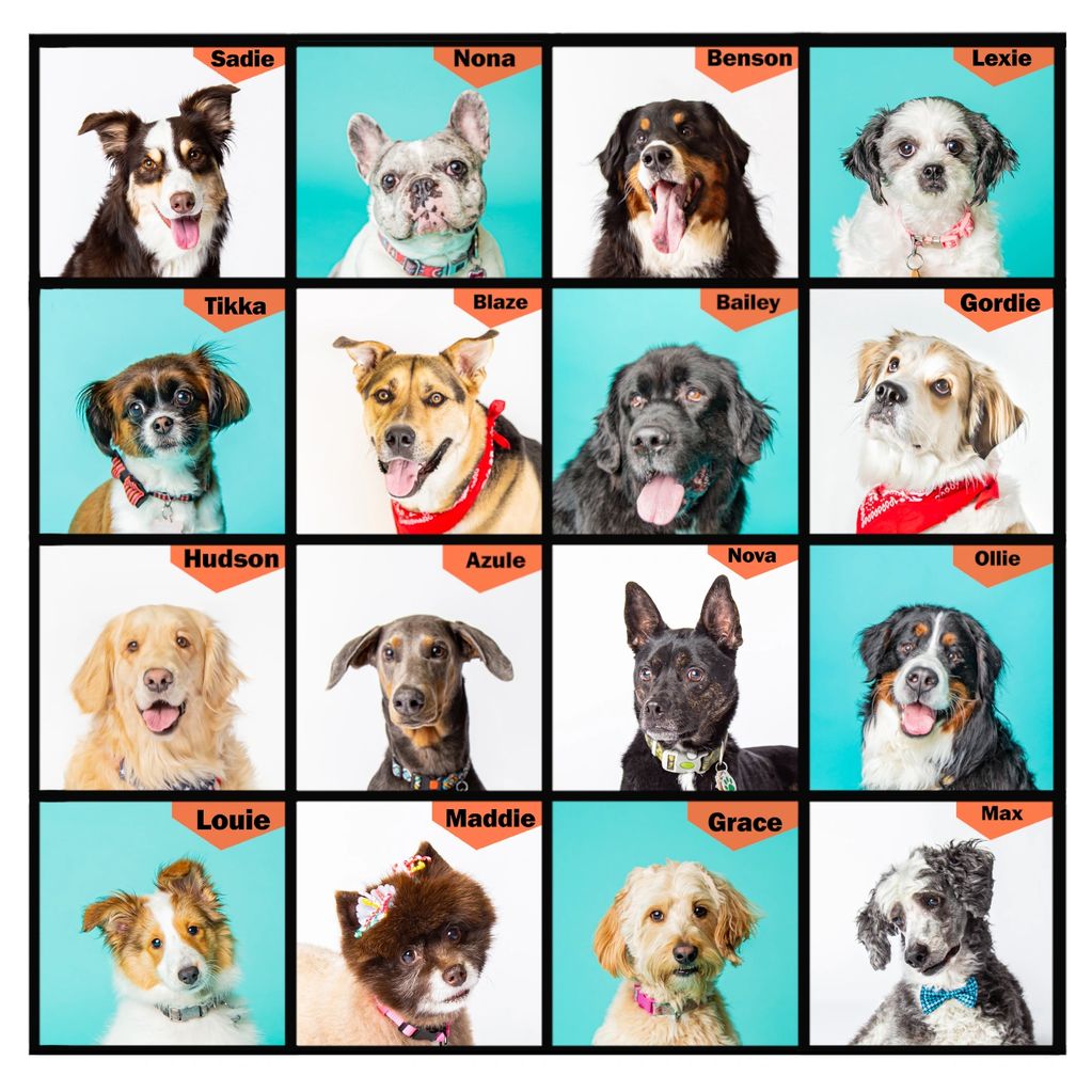 Pooch playoffs dog voting compeitition. Photo of dogs. Professional photography of pets.